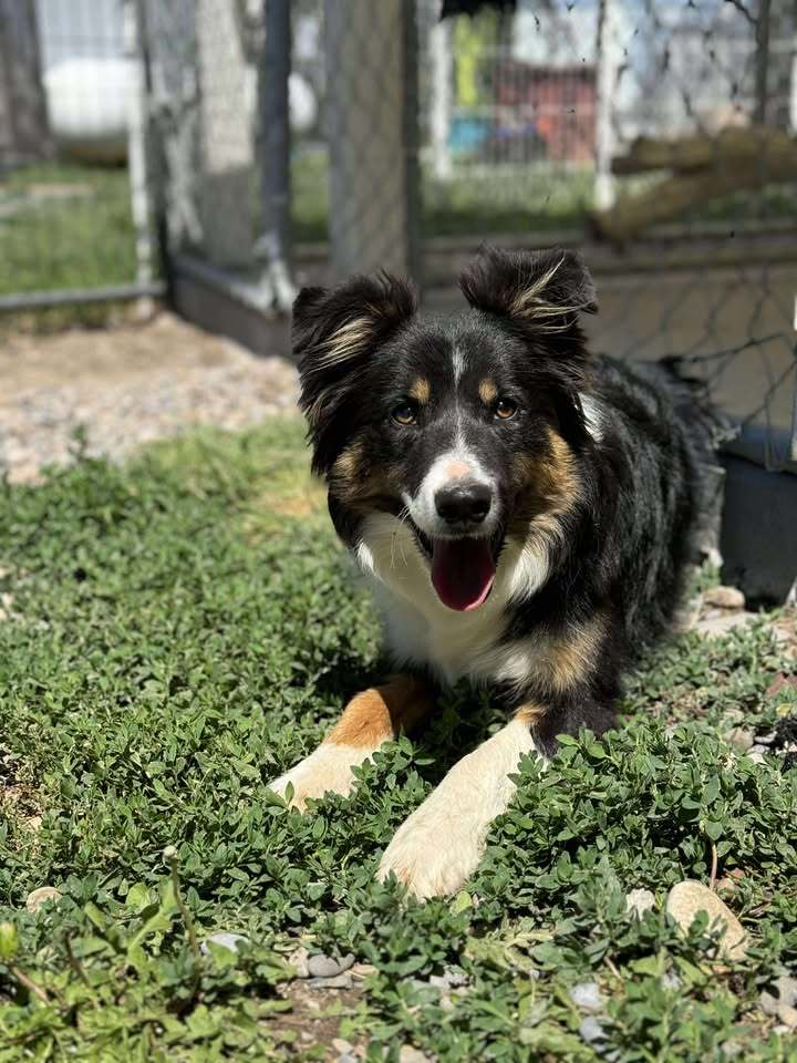 Charlie, an adoptable Border Collie in Dillon, MT, 59725 | Photo Image 1