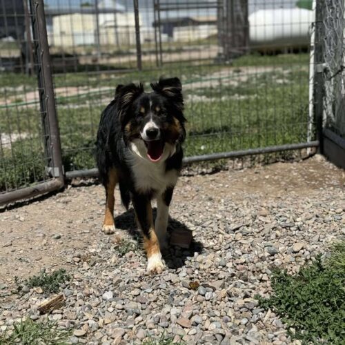 Charlie, an adoptable Border Collie in Dillon, MT, 59725 | Photo Image 2