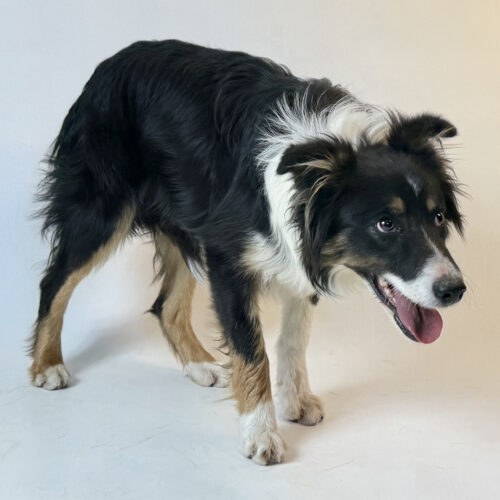 Charlie, an adoptable Border Collie in Dillon, MT, 59725 | Photo Image 3