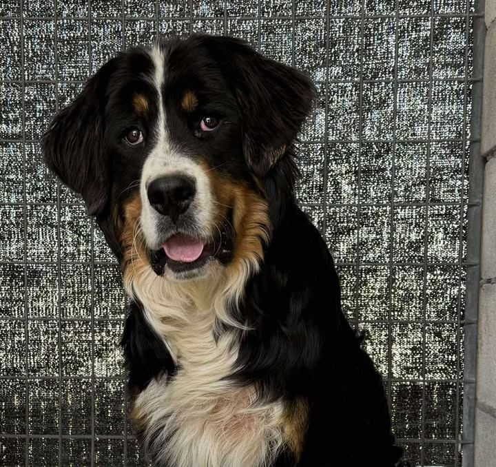 Otto, an adoptable Bernese Mountain Dog, Standard Poodle in Dillon, MT, 59725 | Photo Image 1