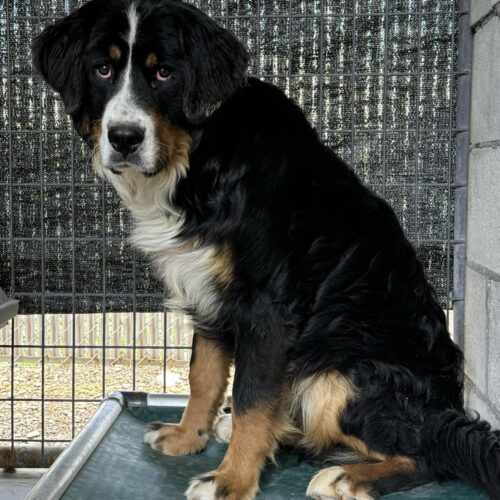 Otto, an adoptable Bernese Mountain Dog, Standard Poodle in Dillon, MT, 59725 | Photo Image 2