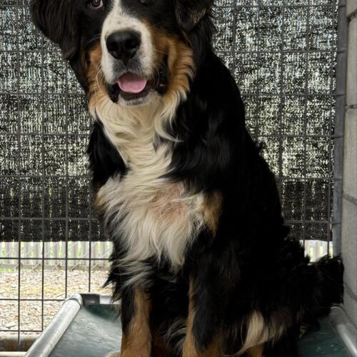 Otto, an adoptable Bernese Mountain Dog, Standard Poodle in Dillon, MT, 59725 | Photo Image 3