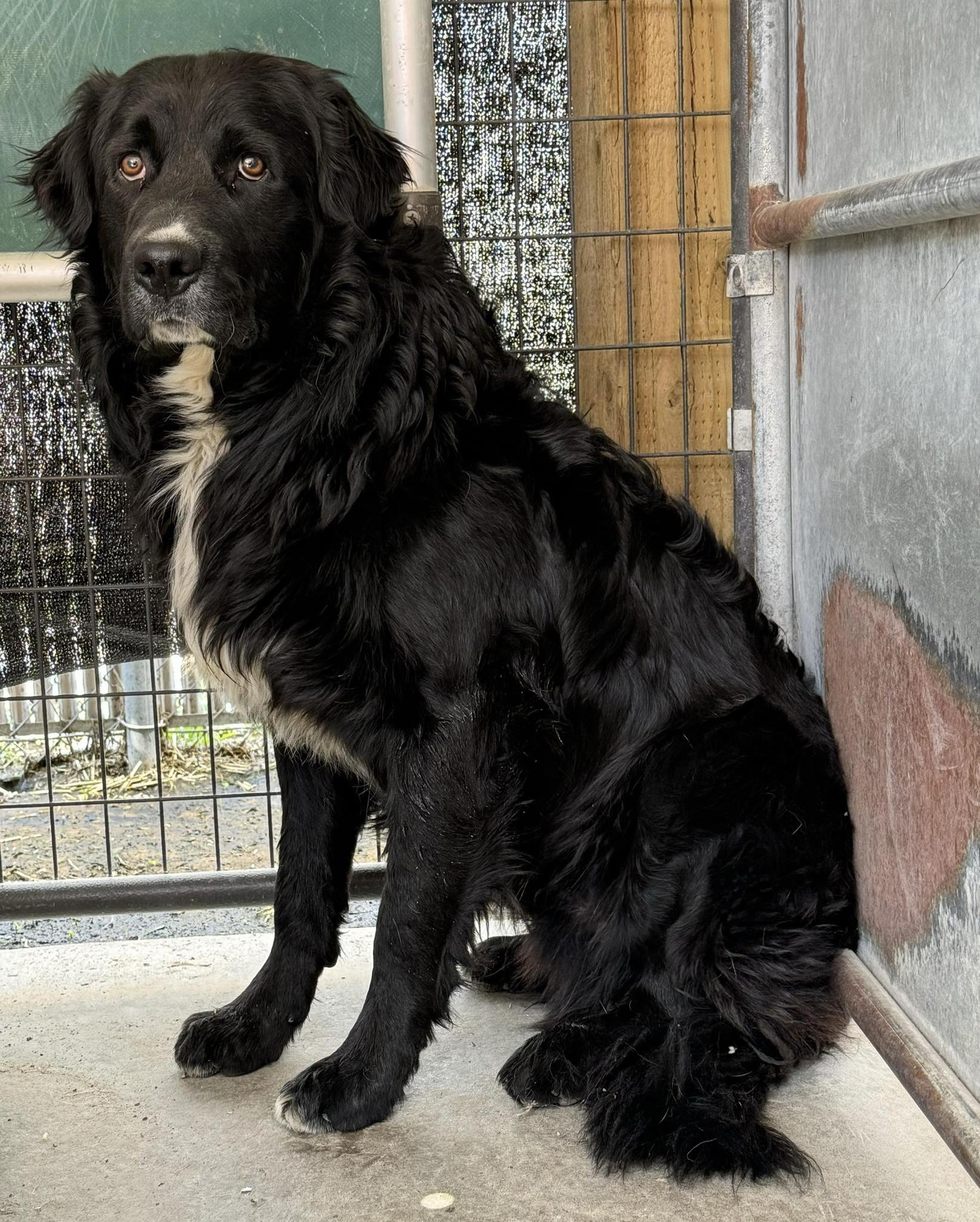 Kal, an adoptable Bernese Mountain Dog, Golden Retriever in Dillon, MT, 59725 | Photo Image 1