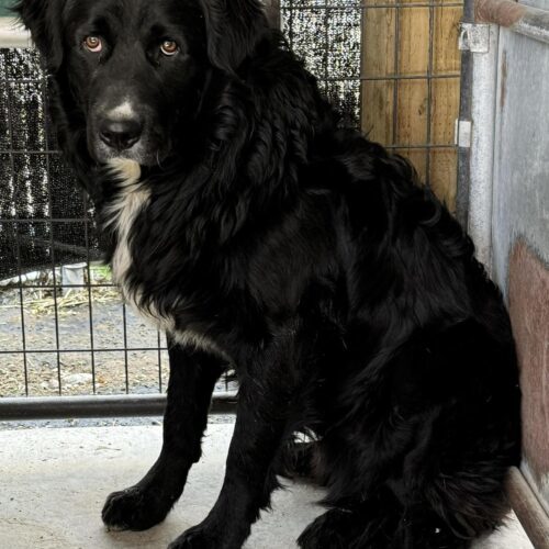 Kal, an adoptable Bernese Mountain Dog, Golden Retriever in Dillon, MT, 59725 | Photo Image 2
