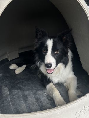 Photo of Astro