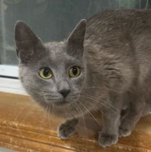 June, Adult Female Domestic Short Hair