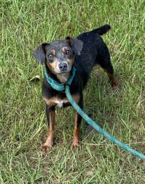Silvermist ***Shy***, Adult Female Jack Russell Terrier