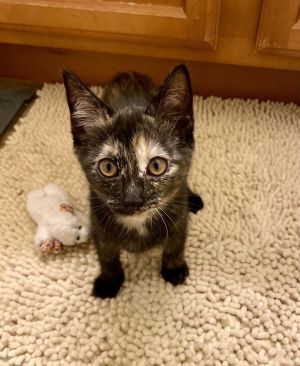Lainey RC, Baby Female Domestic Short Hair