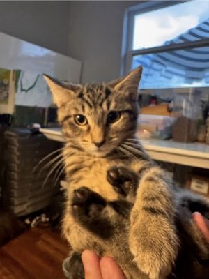 Squid, Baby Male Domestic Short Hair