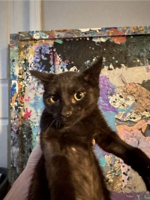 Binx, Baby Male Domestic Short Hair
