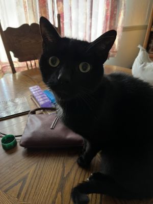 LUCAS, Adult Male Domestic Short Hair