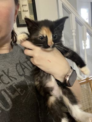 Paddles, Baby Female Domestic Short Hair