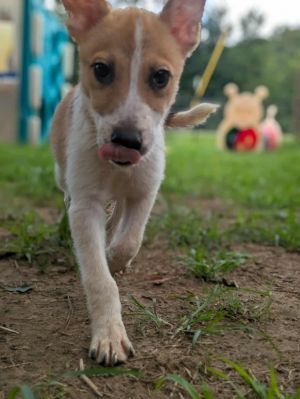 Firefly, Baby Male Mixed Breed