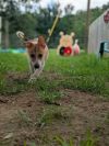 Firefly photo 4