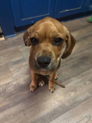 Maelyn, Baby Female Mixed Breed