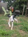 Doodlebug photo 1