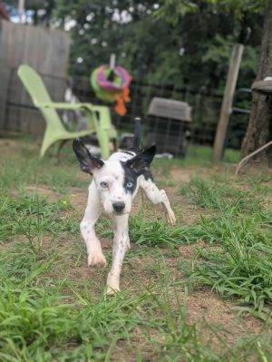 Doodlebug, Baby Male Mixed Breed