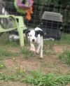 Doodlebug photo 2
