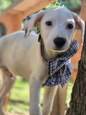 Bronc, Baby Male Mixed Breed