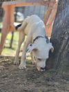 Bronc photo 3