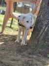 Bronc photo 4