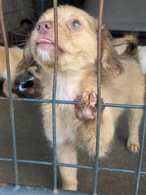 Chip, Baby Male Mixed Breed
