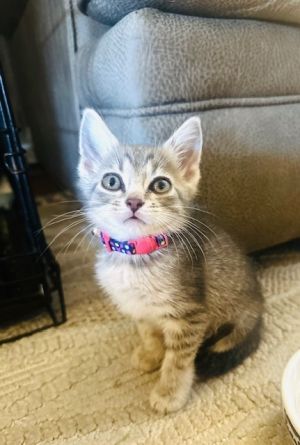 Toasty, Baby Female Domestic Short Hair