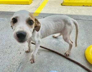 Patches, Baby Female Mixed Breed