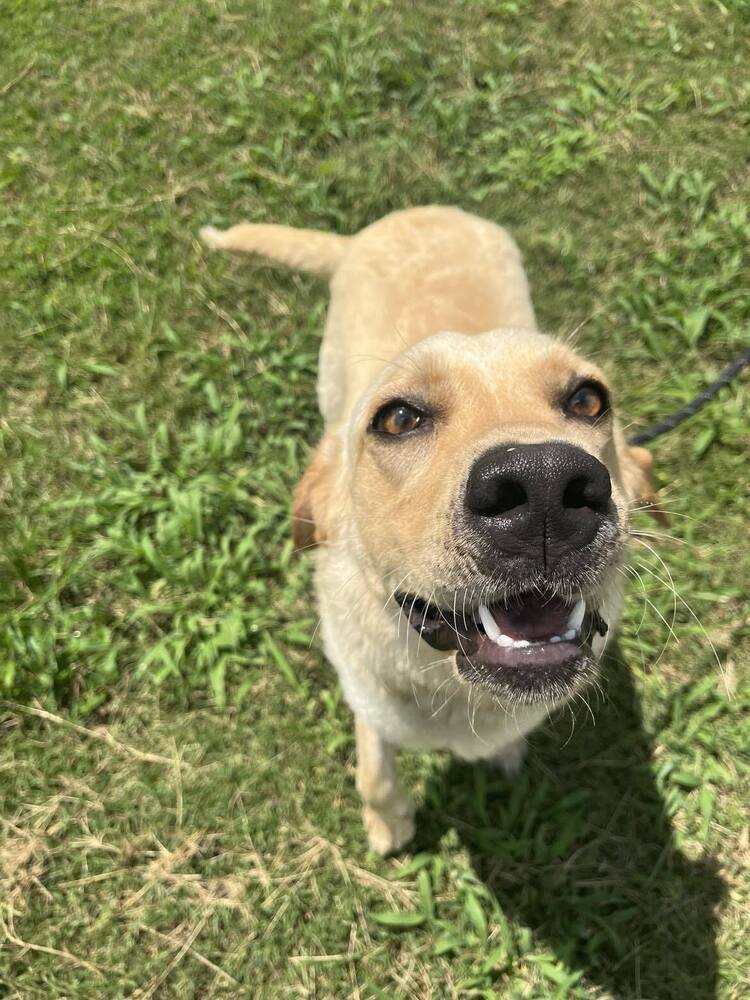 Daisy