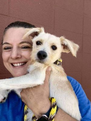 Zander, Young Male Mixed Breed