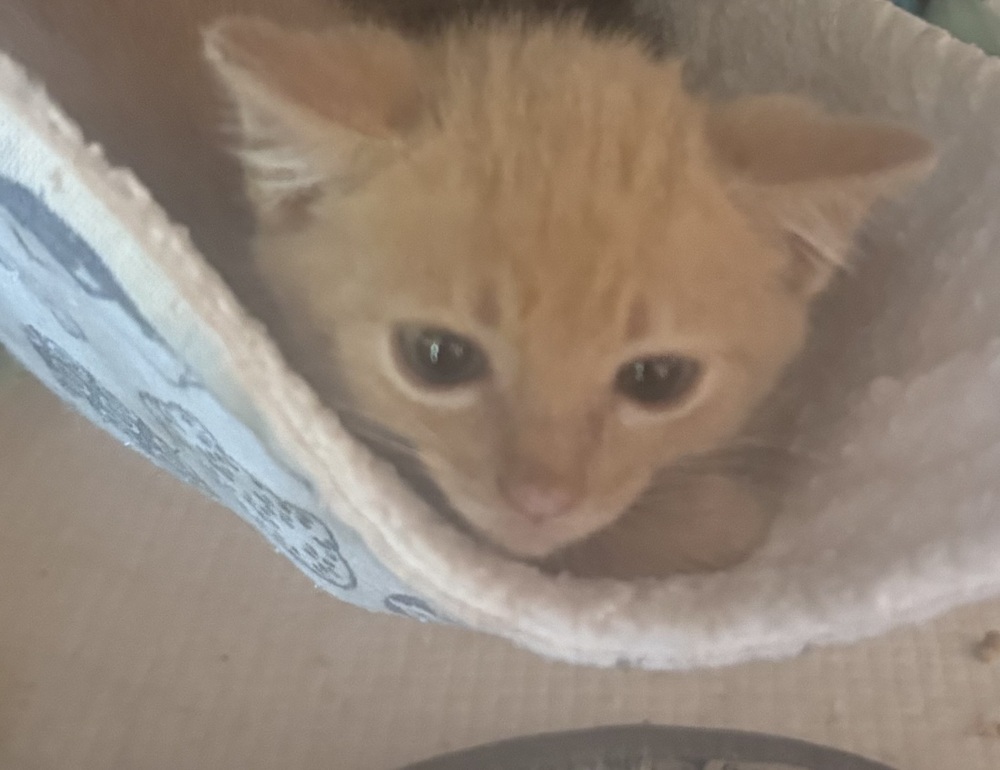 Mr. Bingley