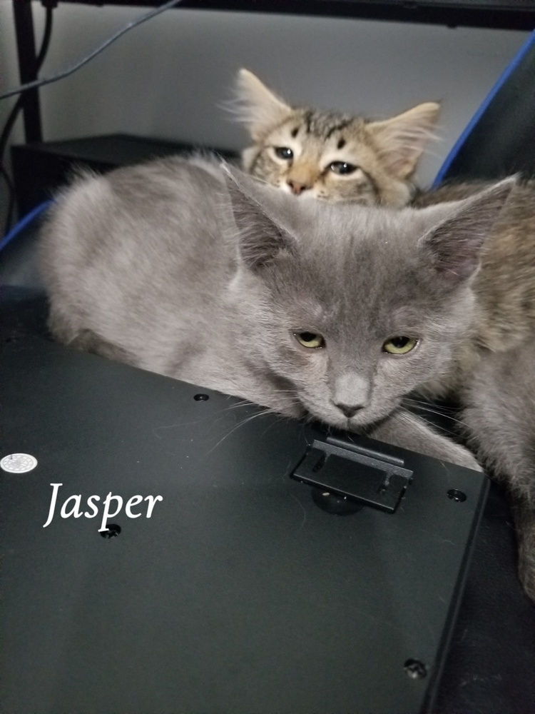 Jasper