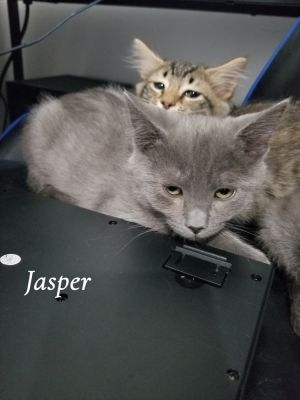 Jasper, Baby Male Russian Blue