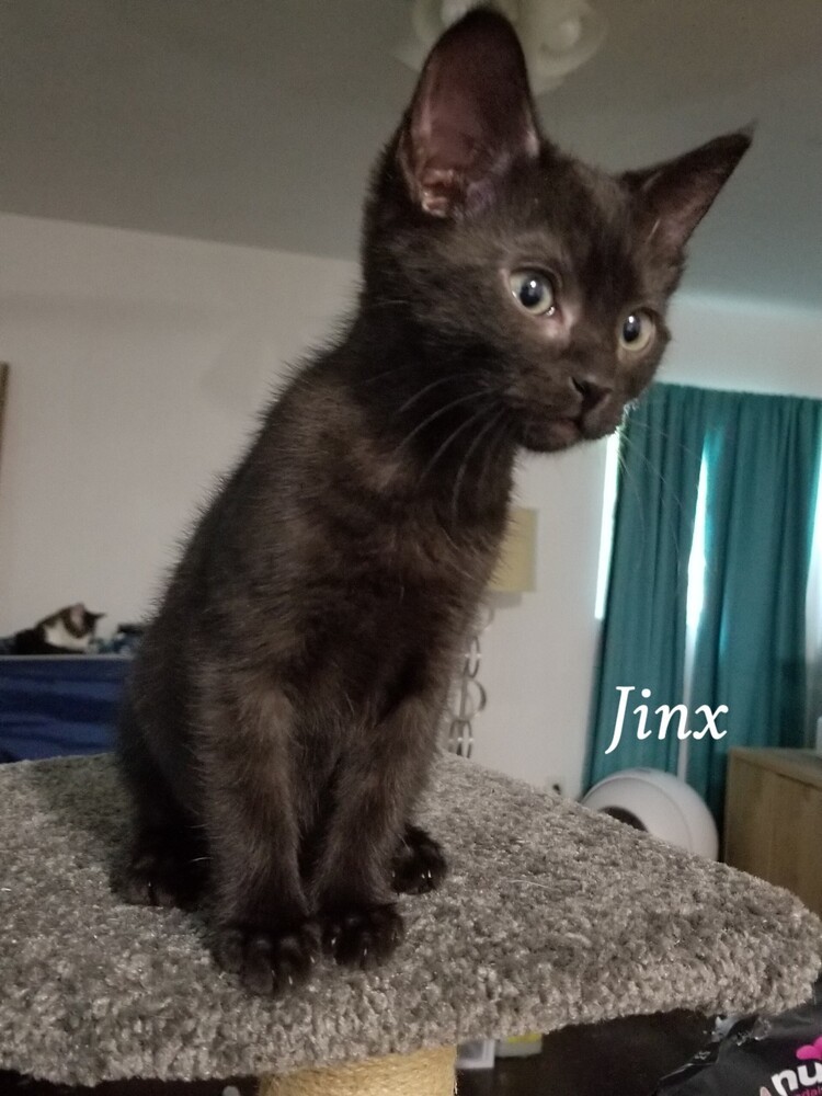 Jinx