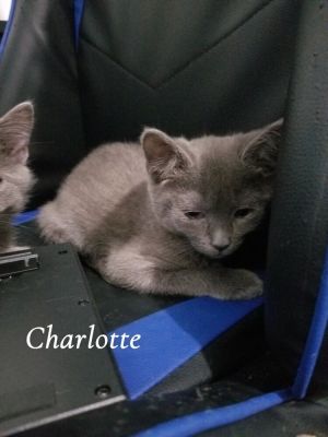 Charlotte, Baby Female Russian Blue