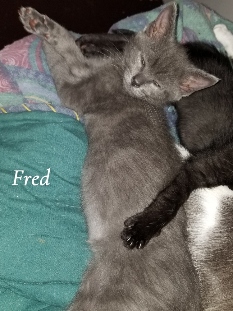 Fred