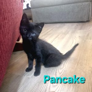 Pancake, Baby Female unknown