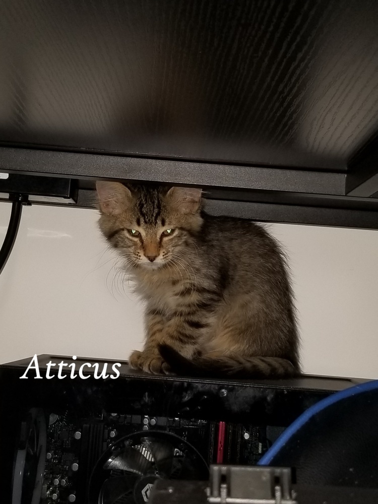 Atticus