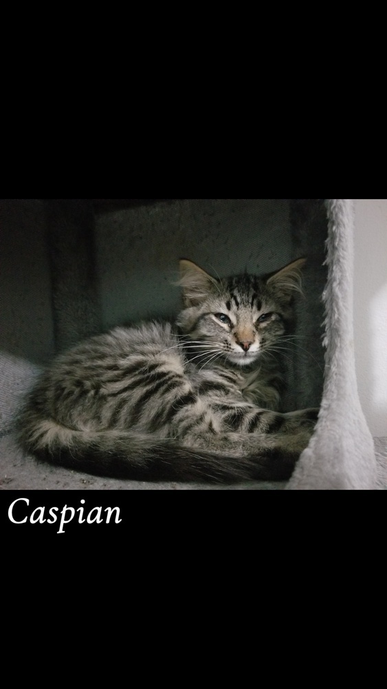 Caspian