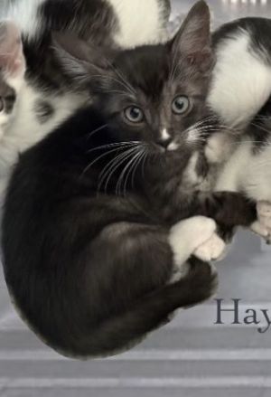 Haymitch, Adult Male Domestic Short Hair
