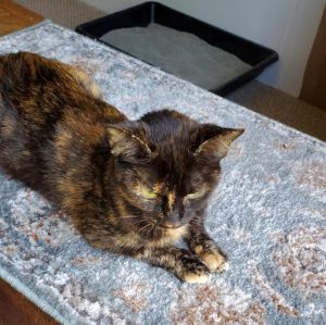 Maze, Adult Female Domestic Short Hair