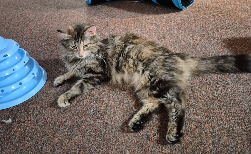 Gigi