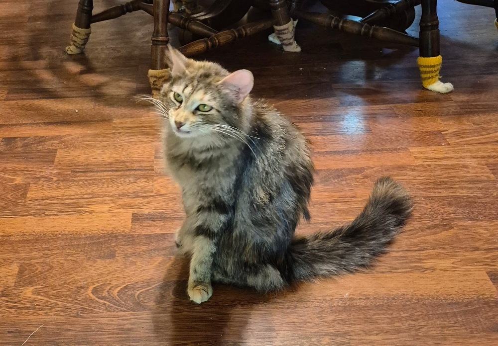 Gigi