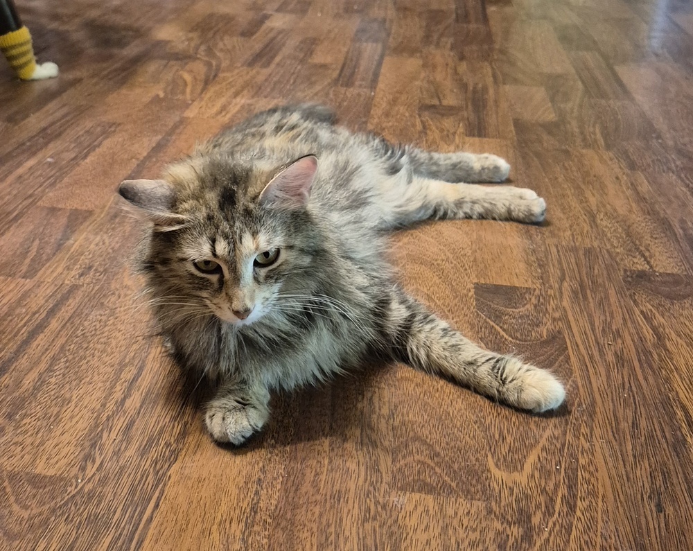 Gigi