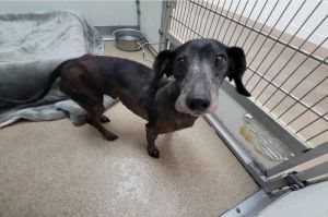 Senior Jim We pulled him from a shelter before they euthanized him Hes about 8 -10 years old - and