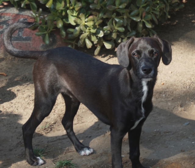 Max