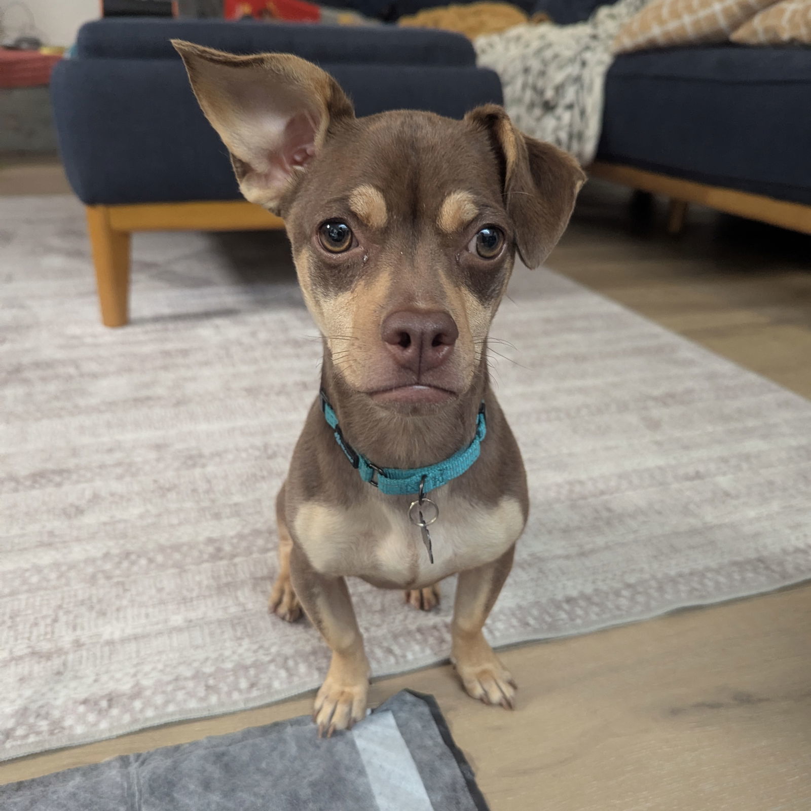 LuLu