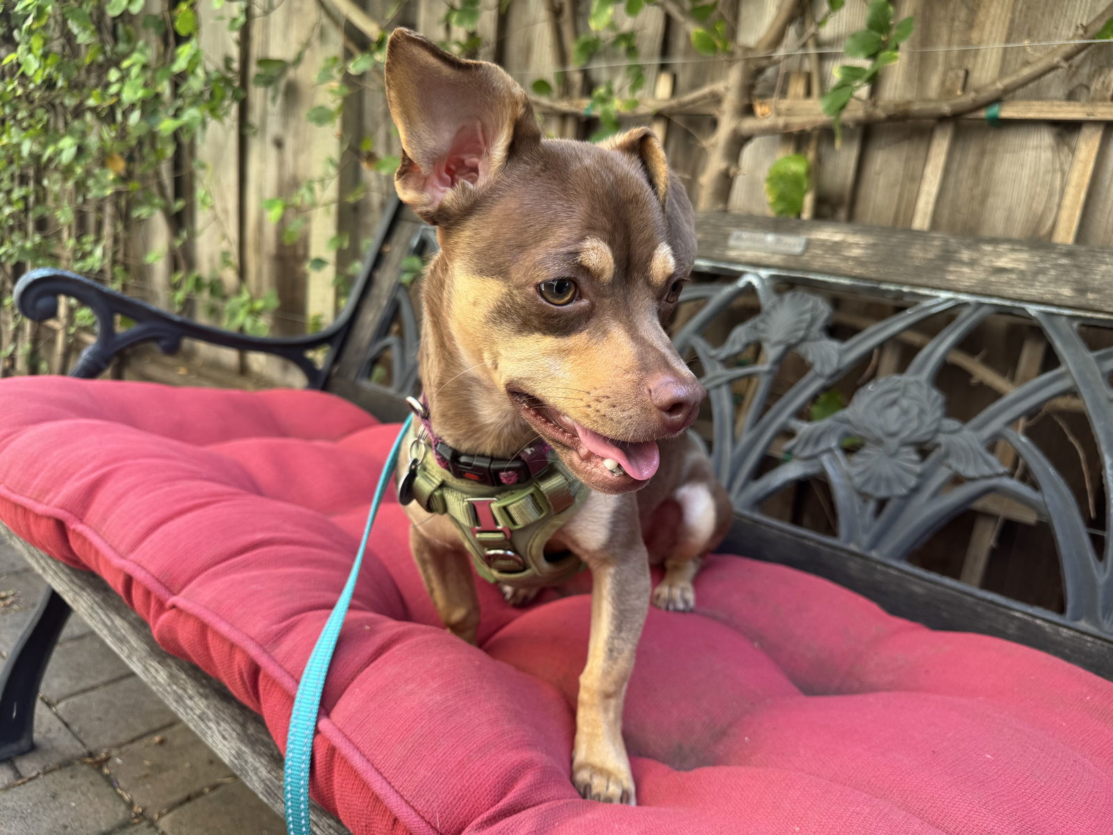 LuLu