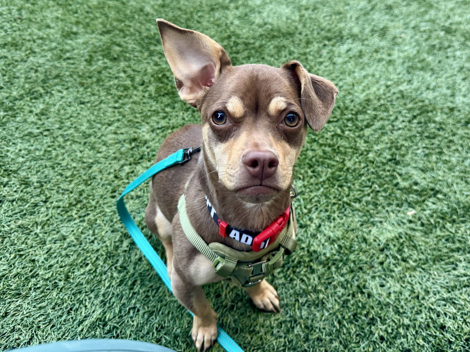 LuLu