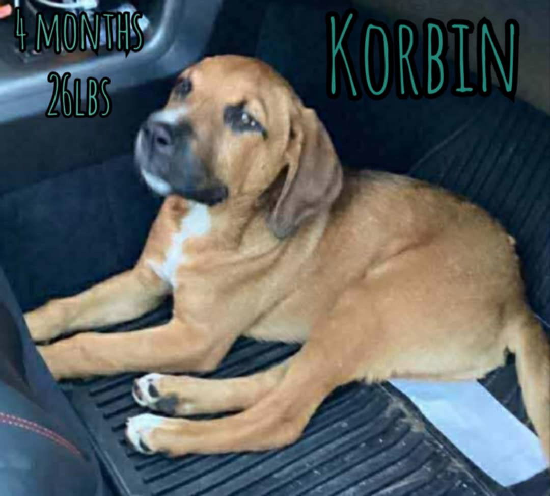 KORBIN